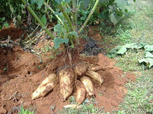  p>雪莲果(学名: i>smallanthus /i>  i>sonchifolius /i> (poepp.
