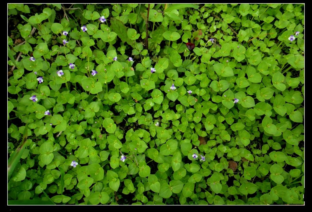 宽叶母草