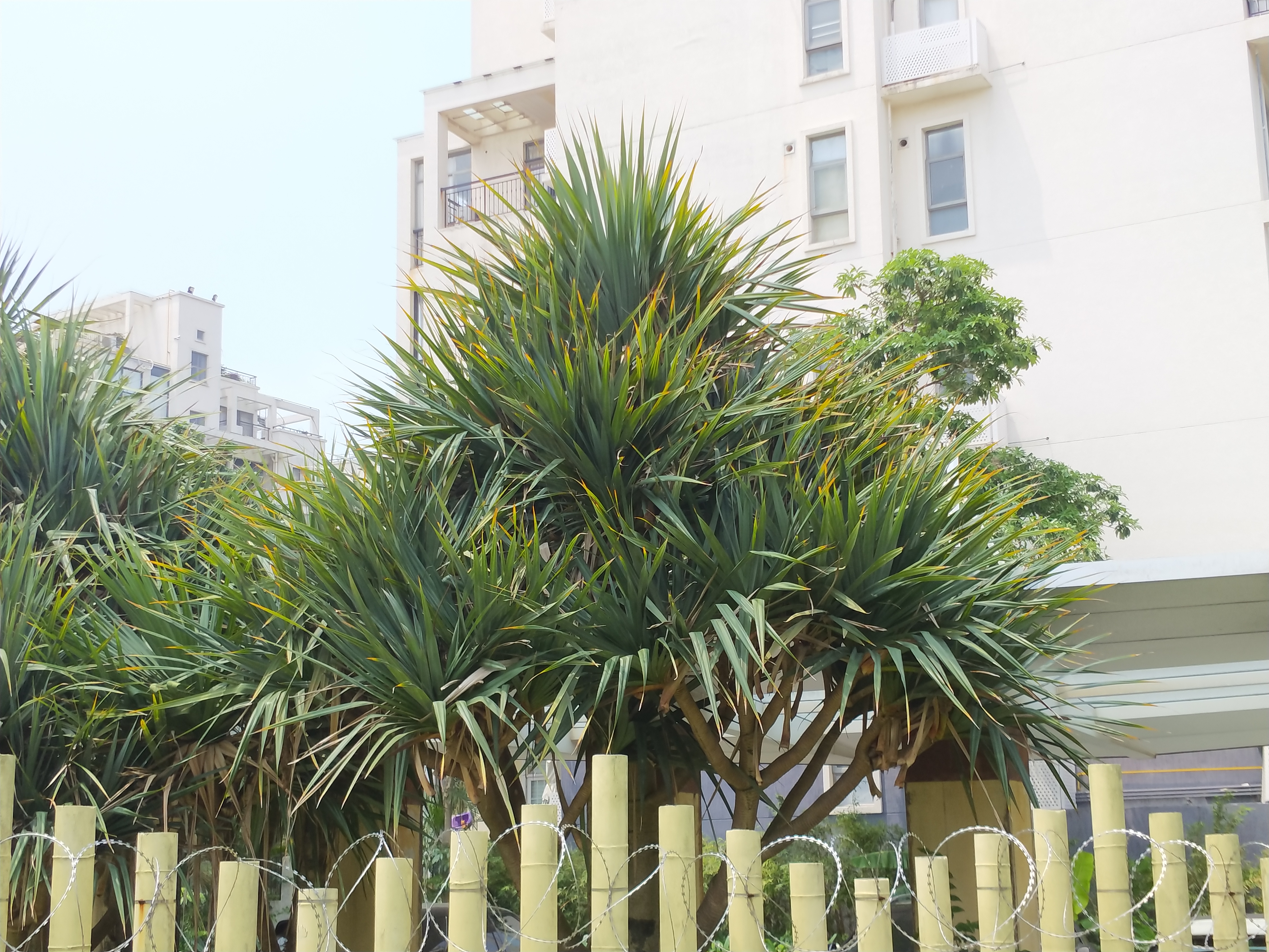  p>扇叶露兜树(学名: i>pandanus utilis  /i>borg.