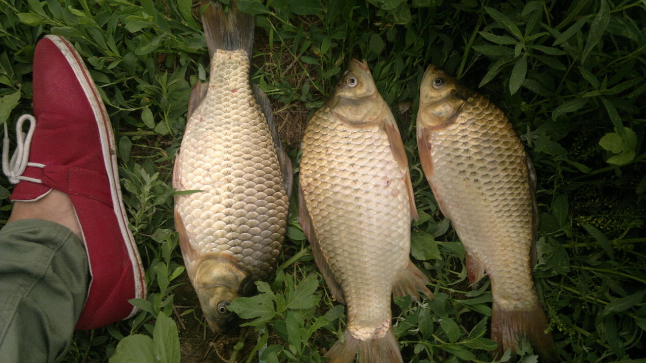  p> b>工程鲫 /b>又名 a target="_blank" href="/item/湘云鲫