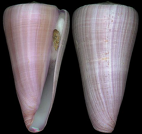  p>紫带芋螺是 a href="#" data-lemmaid="563285">软体动物门 /a>, a