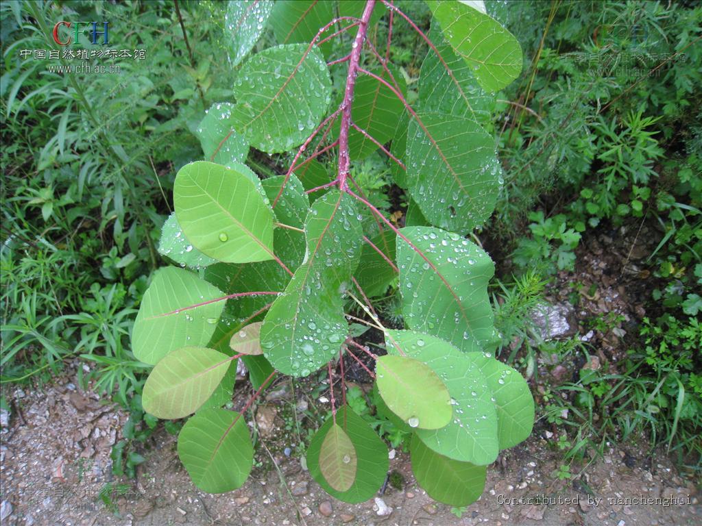  p data-id="gn80chfp5p">毛叶黄栌,又名岩棕树,卷子树,植物界黄栌树