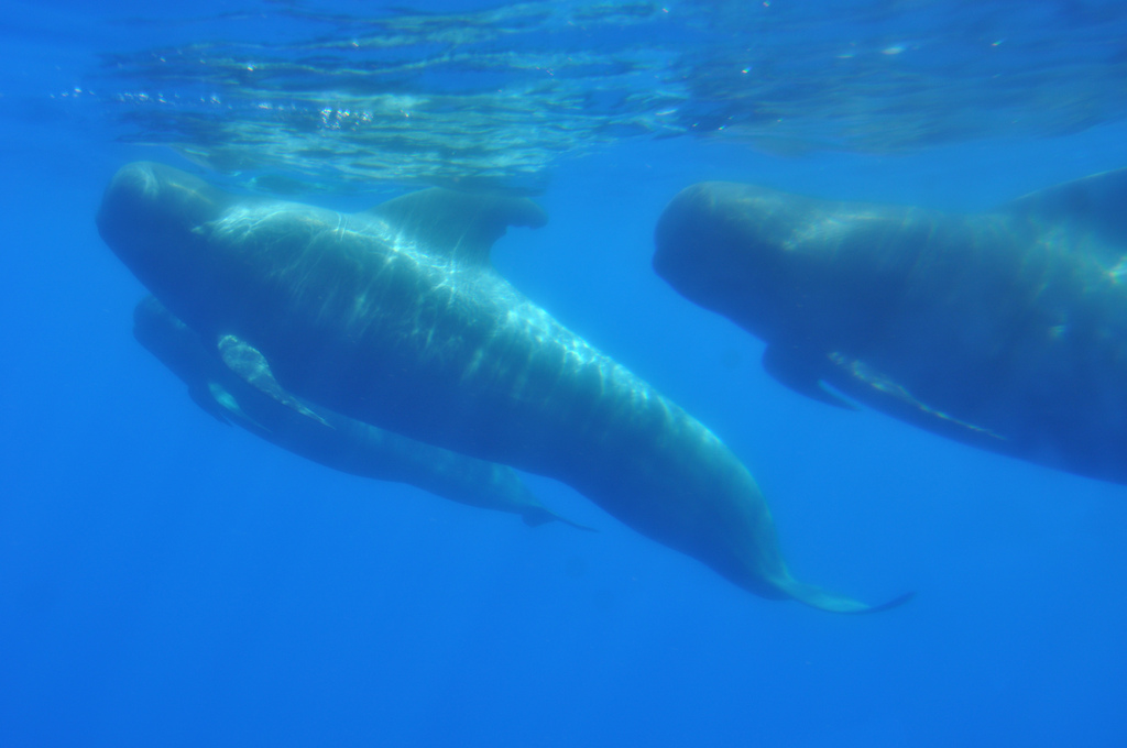  p>短肢领航鲸(学名:globicephala macrorhynchus),其主要特征是前额