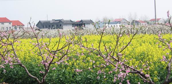  p>太湖港桃花村位于 a target="_blank" href="/item/荆州古城">荆州