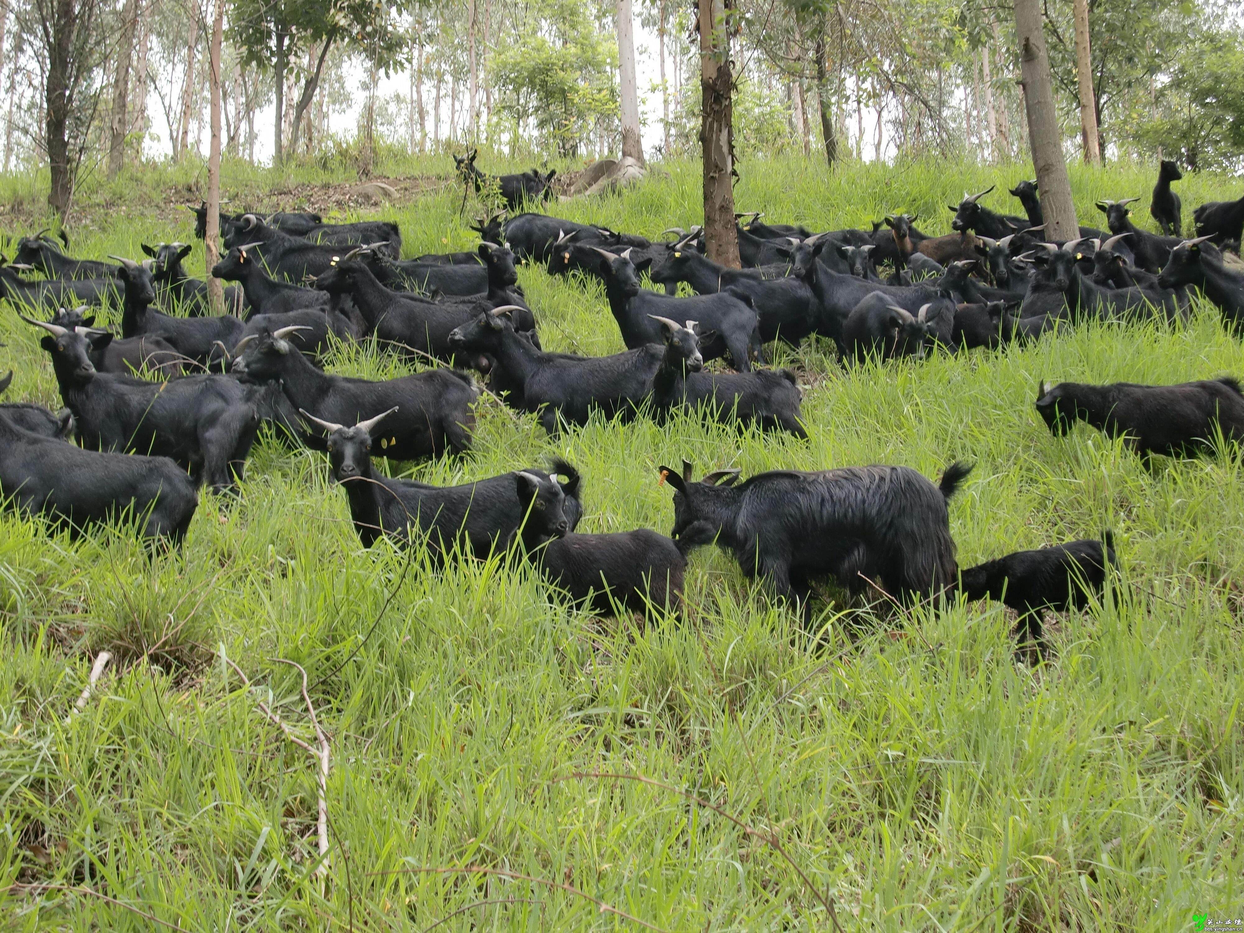 江安黑山羊的做法(海南黑山羊的做法大全)