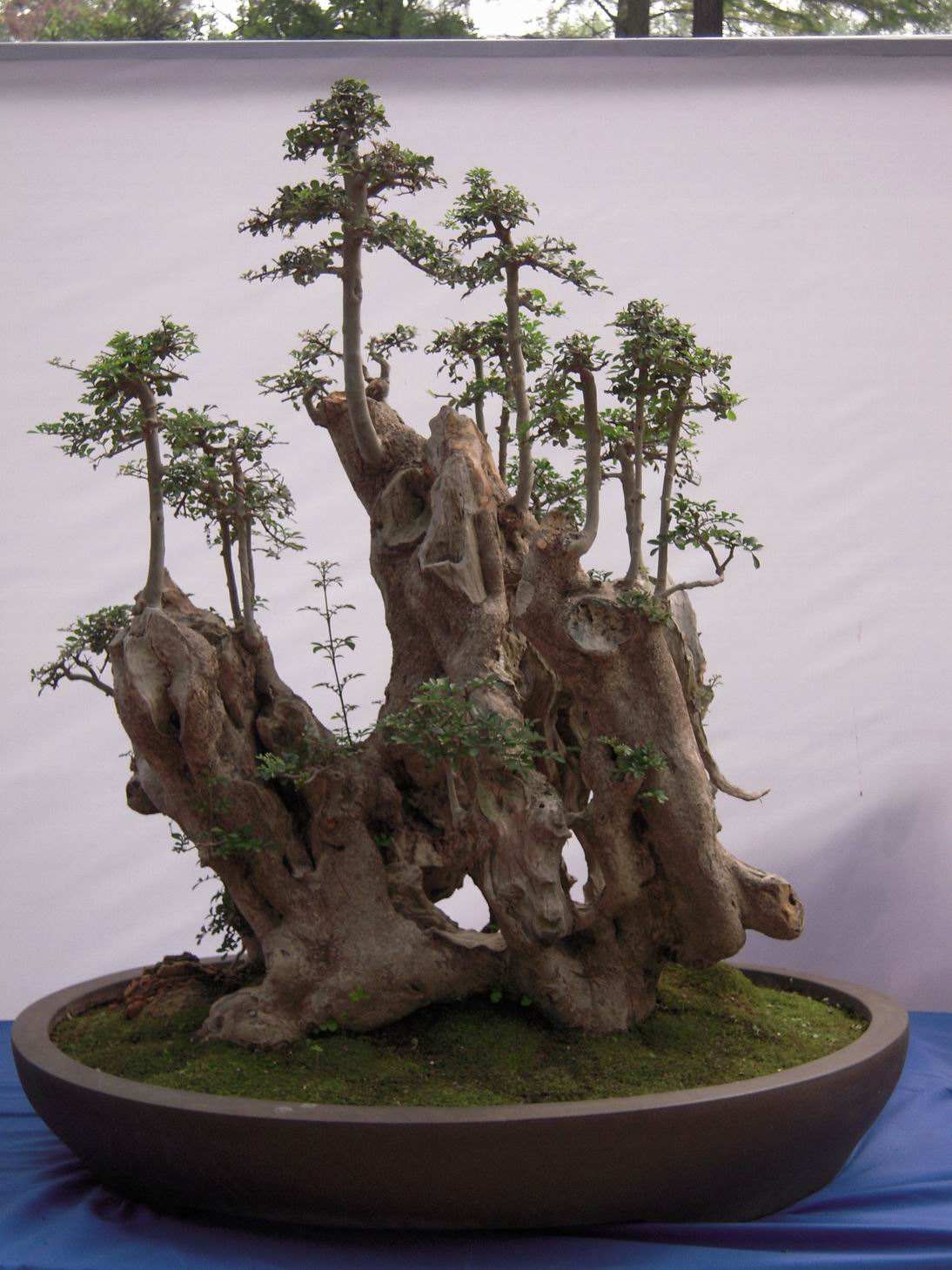 十大盆景名贵树种排名(十大盆景名贵树种排名是怎样的?