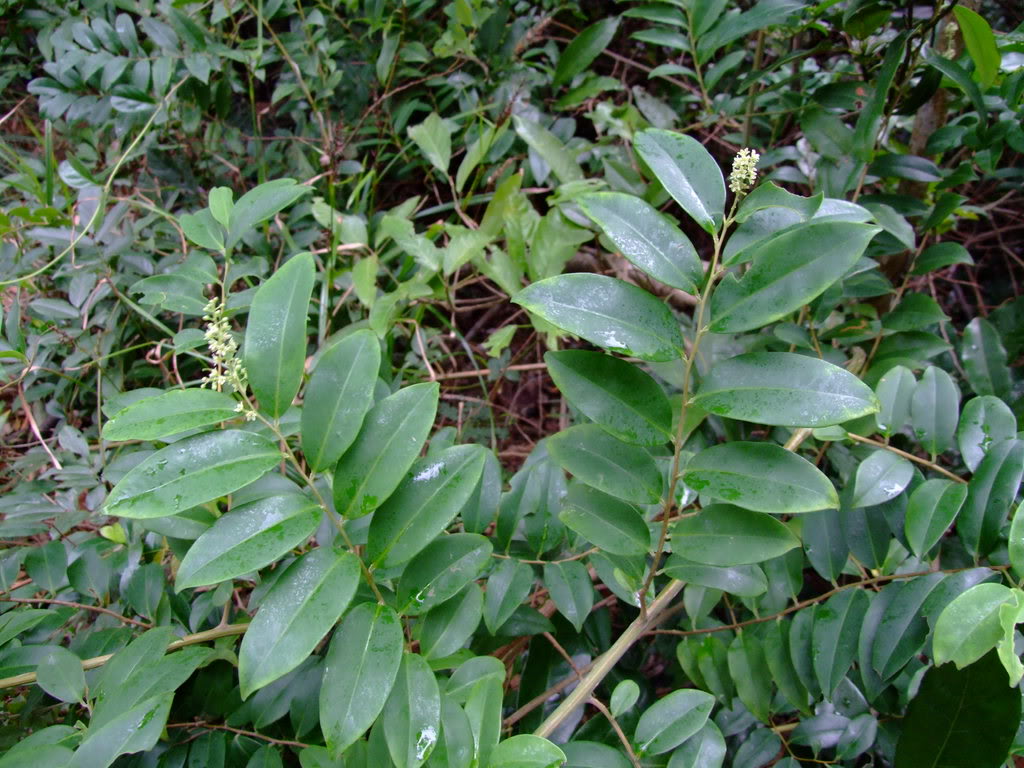 mez)为 a href="#">紫金牛科 /a> a href="#">酸藤子属 /a>下的一个