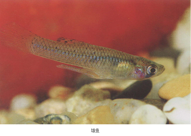  p>食蚊鱼(学名: i>gambusia affinis /i>)是胎鳉科,食蚊鱼属鱼类.