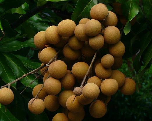 粤引松风本龙眼