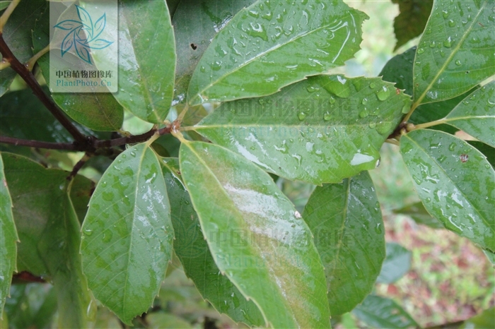  p>滇南青冈(学名:cyclobalanopsis austroglauca y. t.