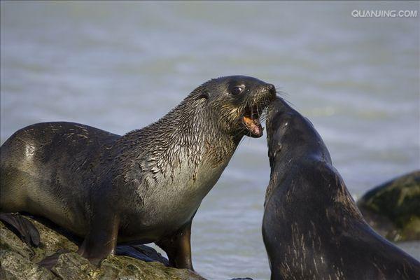  p>南极毛皮海狮(学名:arctocephalus gazella)又叫 a target="_blank