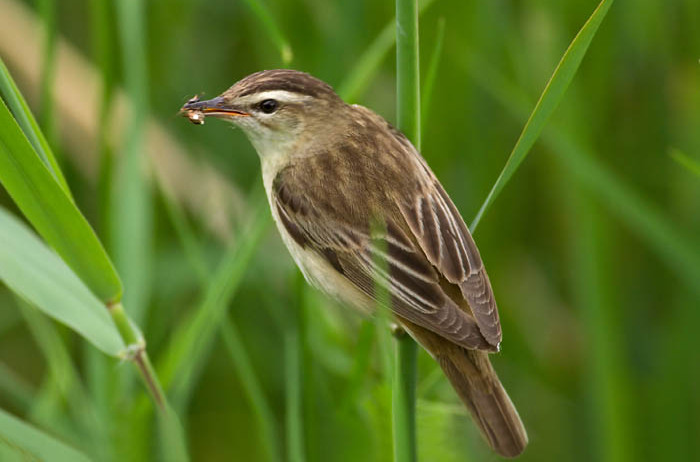  p>水蒲苇莺(学名: i>acrocephalus schoenobaenus /i>):小型 a href=