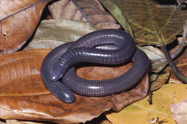  p>版纳鱼螈(学名: i>ichthyophis bannanicus /i>)是鱼螈科,鱼螈属无