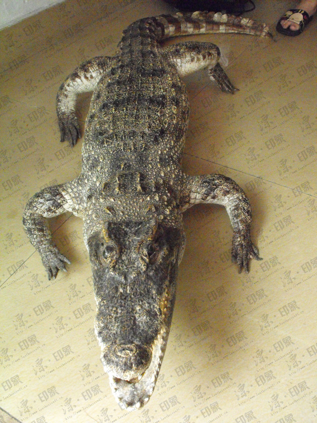 the republic of paraguay