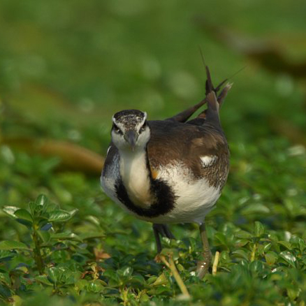hydrophasianus chirurgus