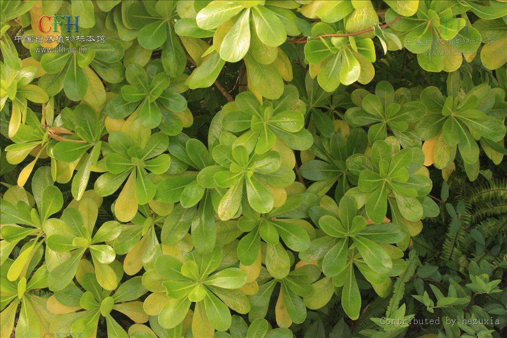  p>海桐(学名: i>pittosporum tobira /i>) ,是 a target="_blank"