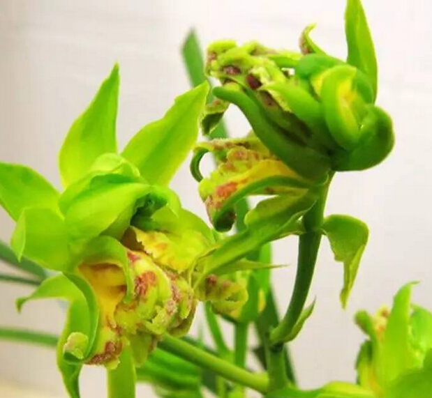  p>隐芽植物(geophytes)亦称地下芽植物 ,是植物生活型之一.