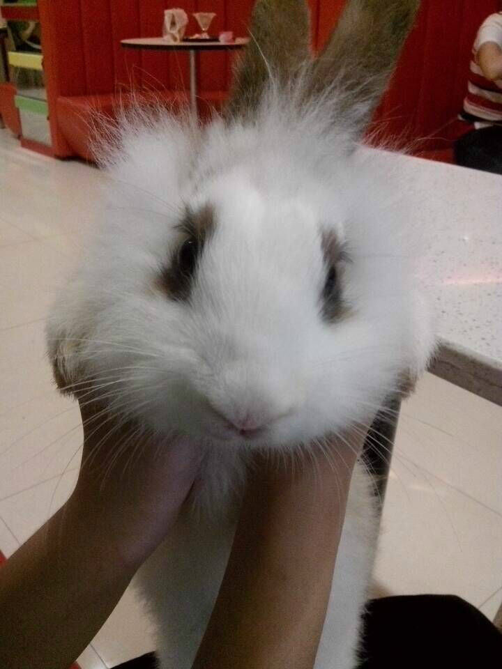 宠狮子兔,又名: a target="_blank" href="/item/狮子头兔/10446551"