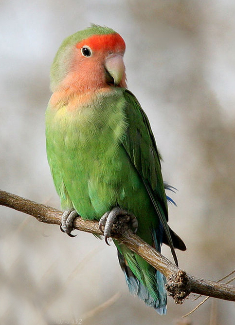  p>桃脸牡丹鹦鹉(学名: i>agapornis roseicollis /i>):体长一般在15