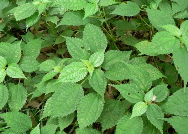  i>urtica ardens /i> link)是 a href="#">双子叶植物纲, /a>荨麻目