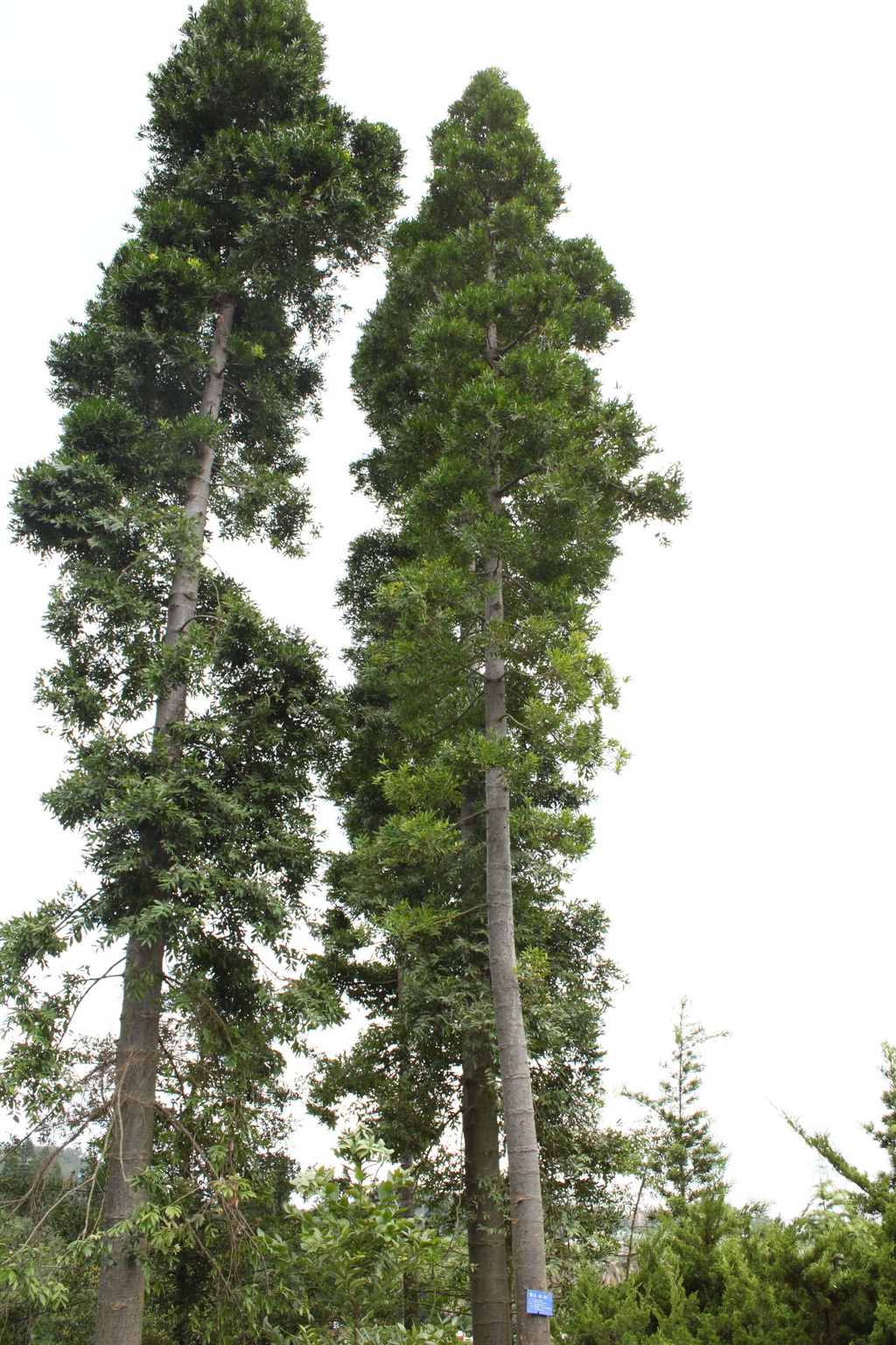  p>贝壳杉(学名: i>agathis dammara /i> (lamb.) rich. et a.