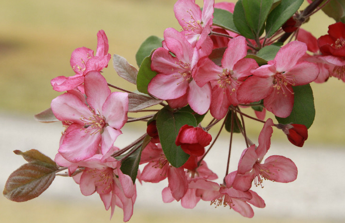  p>罗宾逊,苹果属海棠栽培品种,喜光,耐热,耐寒性强,喜肥,耐瘠薄. /p>