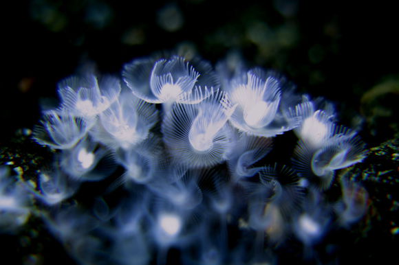 phoronaria属于 a target="_blank" href="/item/帚虫动物门/7187075"