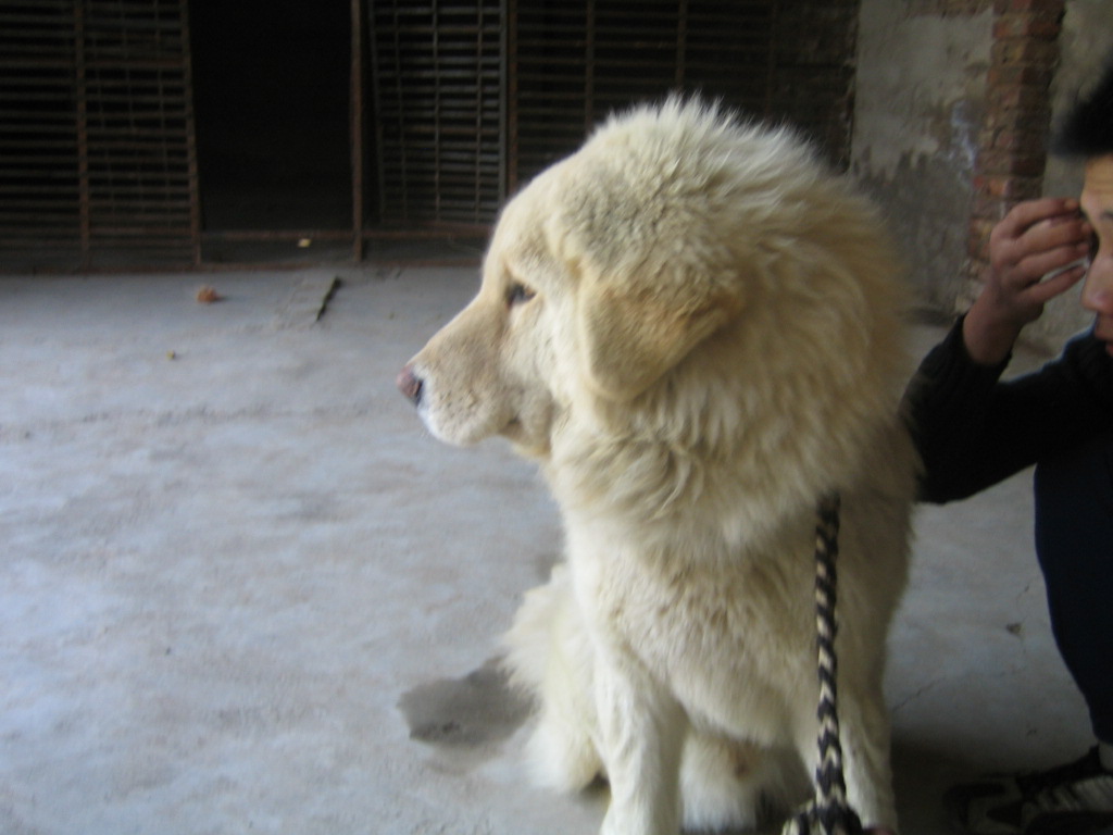  p>喜马拉雅牧羊犬,也叫布提亚犬,波加拉獒,是伴侣犬.