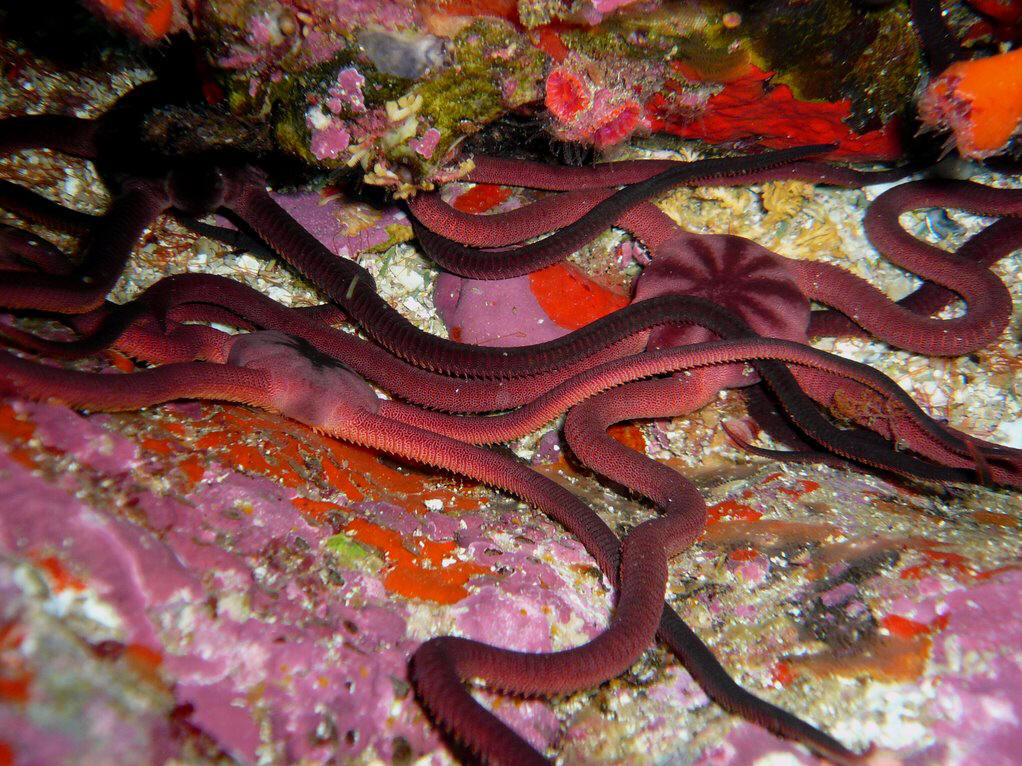 皮动物门 /a>(echinodermata) a target="_blank" href="/item/蛇尾纲