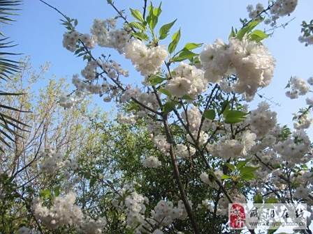樱花