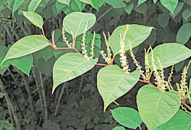  p>日本虎杖(japanese knotweed),是一种原产于日本的蓼科杂草,该物种