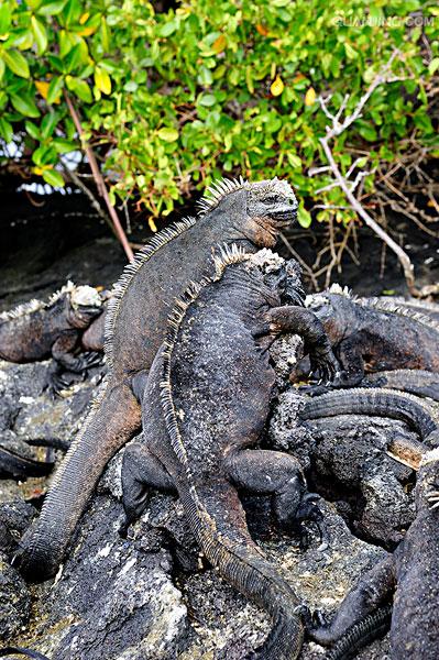  p>海鬣蜥(学名: i>amblyrhynchus cristatus /i