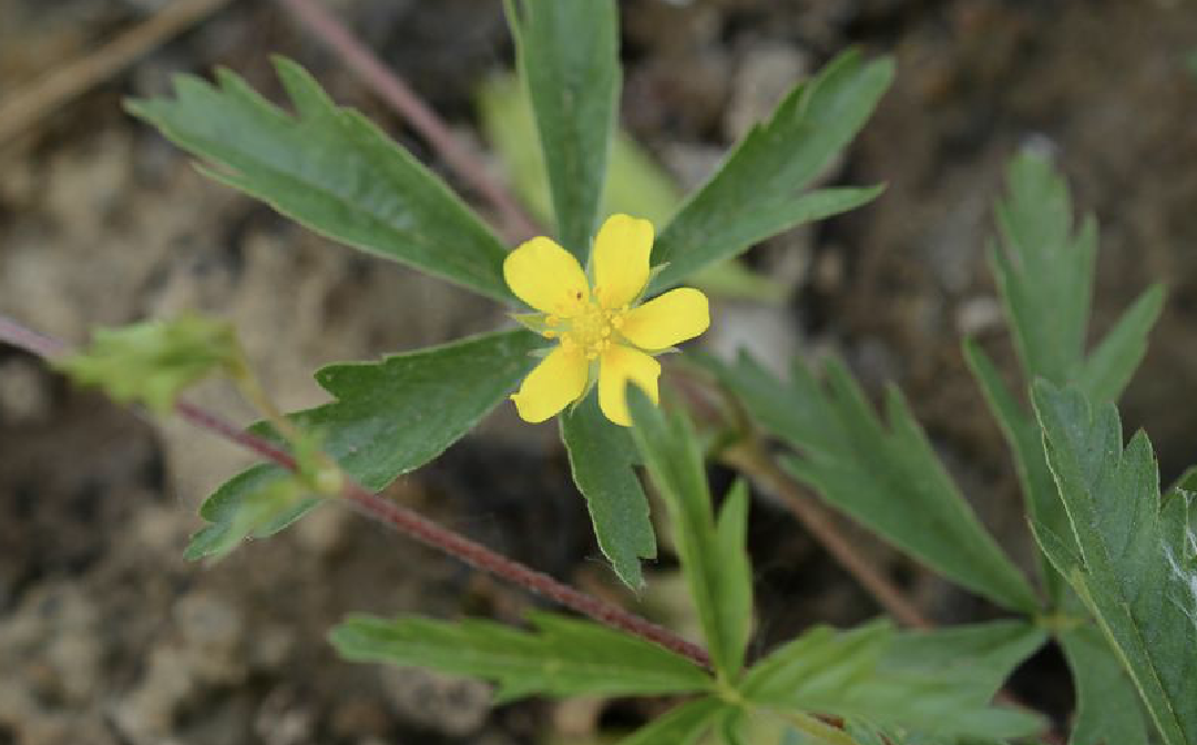 potentilla flagellaris