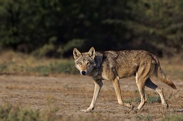  p>伊朗狼(学名: i>canis lupus pallipes /i>)是灰狼的亚种之一,该