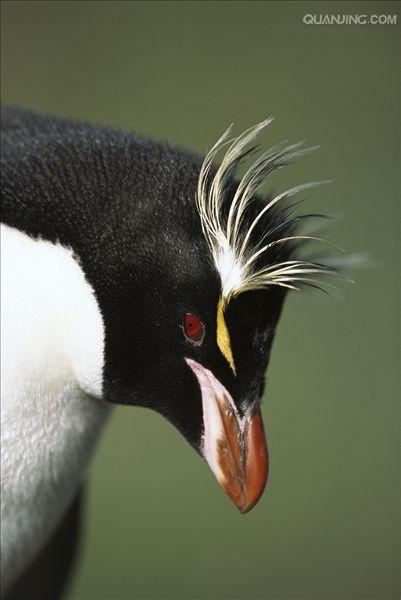 冠企鹅属内有6个种, 分别是黄眉企鹅(eudyptes pachyrhynchus),斯岛