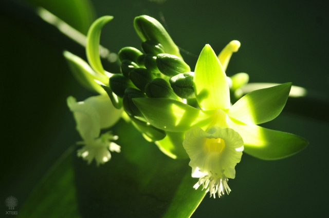 vanilla siamensis rolfe ex downie