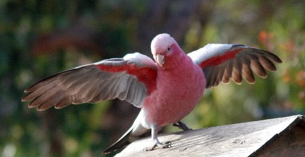  p>粉红凤头鹦鹉(学名: i>eolophus roseicapillus /i>)是 a href="#"