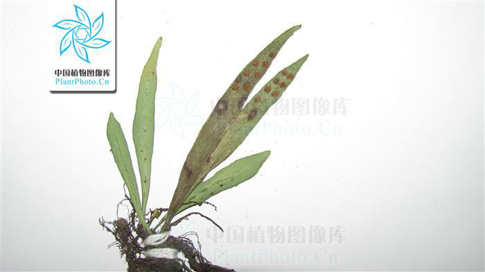 lepisorus paohuashanensis