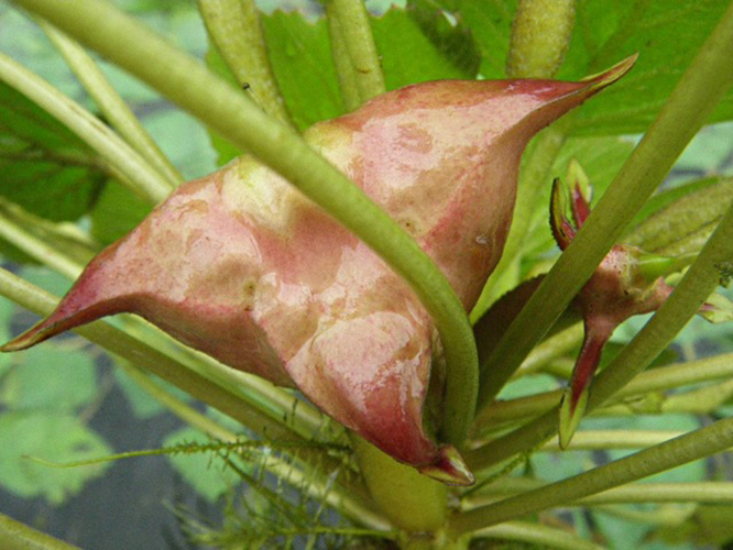  p> a href="#" data-lemmaid="8864971">四角菱 /a>(学名: i>trapa