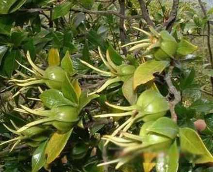栀子（茜草科、栀子属植物）_百度百科