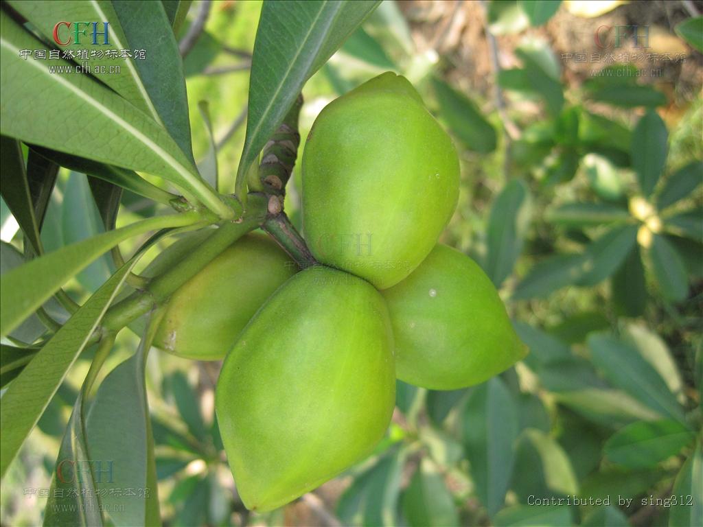  p>玫瑰木属,被子植物门木兰纲桃金娘目 a href="#" data-lemmaid="