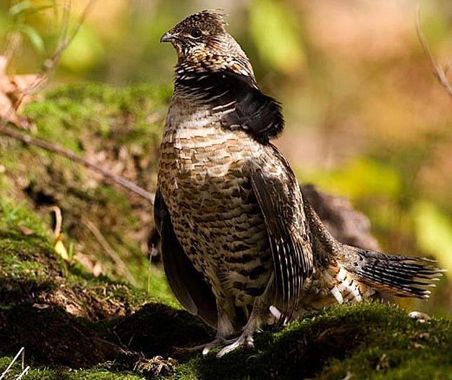  p>披肩榛鸡(学名: i>bonasa umbellus /i>):共有15个 a href="#"