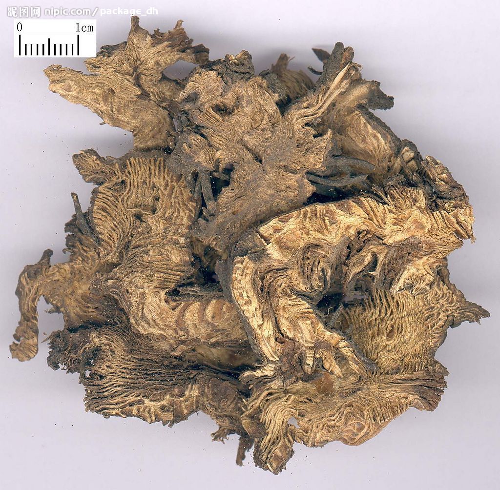 别名:龙眼根,周麻,窟窿牙根,为毛茛科,升麻属植物大三叶升麻,兴安升麻