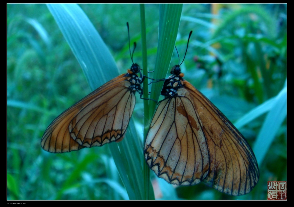 成蝶,体长16-26mm,翅展53-70mm,体翅棕黄色.前翅前缘,外缘灰褐