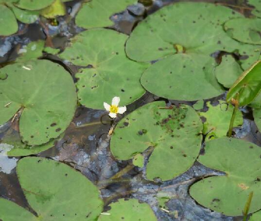  p>水皮莲(学名: i>nymphoides /i>  i>cristata /i> (roxb.