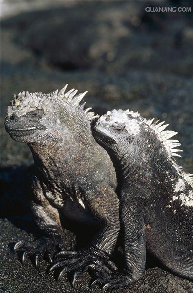  p>海鬣蜥(学名: i>amblyrhynchus cristatus /i>):是仅出没在 a href