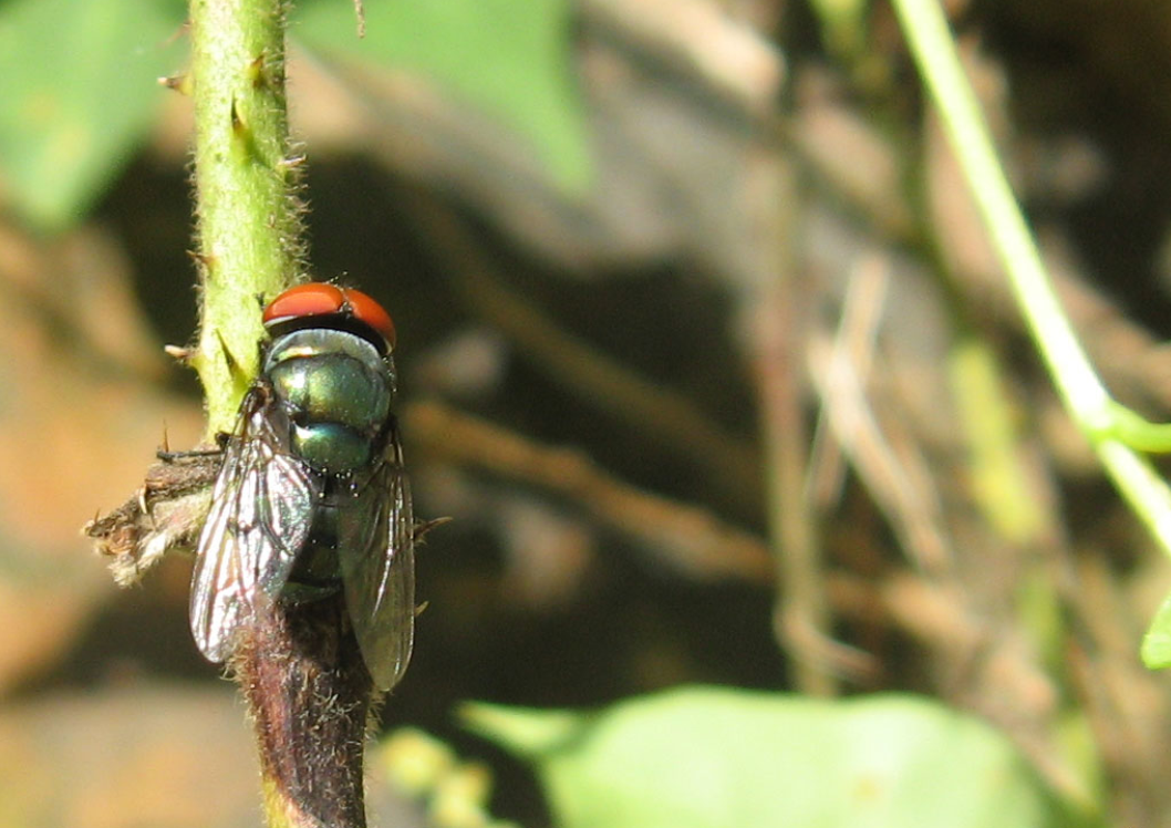 megacephala  /i>(fabricius,1794),是丽蝇科伏蝇亚科昆虫一种昆虫