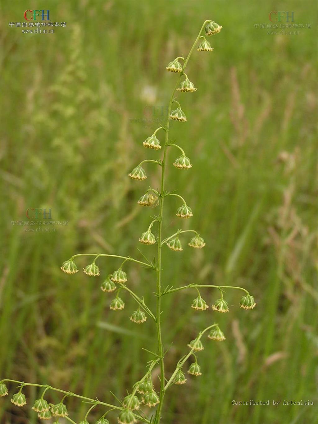  p>大头青蒿(学名:artemisia carvifolia var. schochii (mattf.