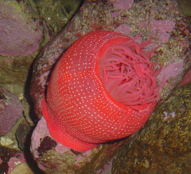  p>北美草莓海葵(学名: i>urticina lofotensis /i>):直径可达10厘米