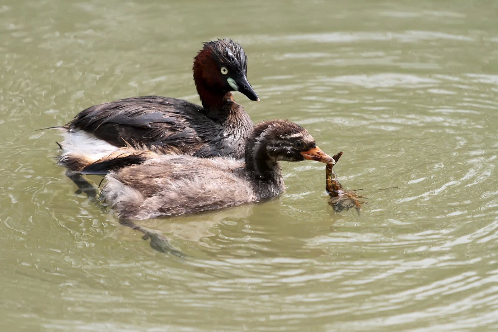 从前,在北美曾用鷈形目(colymbiformes),鷈形科(colymbidae),鷈形属
